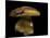 Boletus Pinophilus (Pine Bolete, Pinewood King Bolete)-Paul Starosta-Mounted Photographic Print