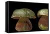 Boletus Satanas (Devil's Bolete, Satan's Mushroom)-Paul Starosta-Framed Stretched Canvas