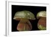 Boletus Satanas (Devil's Bolete, Satan's Mushroom)-Paul Starosta-Framed Photographic Print