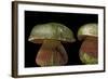 Boletus Satanas (Devil's Bolete, Satan's Mushroom)-Paul Starosta-Framed Photographic Print