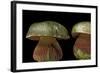 Boletus Satanas (Devil's Bolete, Satan's Mushroom)-Paul Starosta-Framed Photographic Print