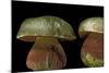 Boletus Satanas (Devil's Bolete, Satan's Mushroom)-Paul Starosta-Mounted Photographic Print