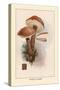 Boletus Scaber-William Hamilton Gibson-Stretched Canvas