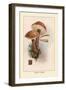 Boletus Scaber-William Hamilton Gibson-Framed Art Print