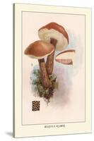 Boletus Scaber-William Hamilton Gibson-Stretched Canvas