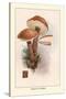 Boletus Scaber-William Hamilton Gibson-Stretched Canvas