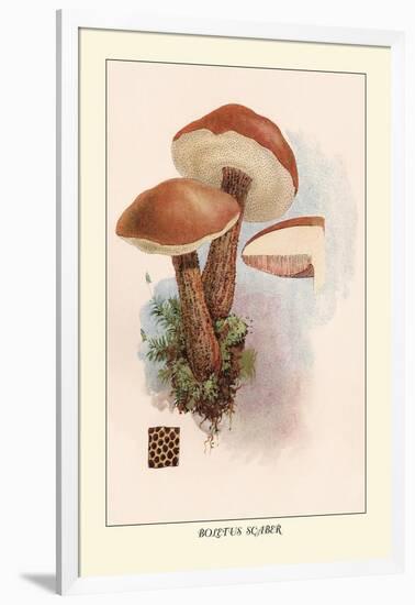 Boletus Scaber-William Hamilton Gibson-Framed Art Print