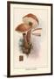 Boletus Scaber-William Hamilton Gibson-Framed Art Print