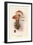 Boletus Scaber-William Hamilton Gibson-Framed Art Print