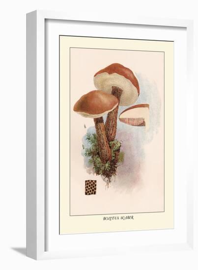 Boletus Scaber-William Hamilton Gibson-Framed Art Print