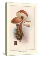 Boletus Scaber-William Hamilton Gibson-Stretched Canvas