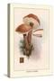 Boletus Scaber-William Hamilton Gibson-Stretched Canvas