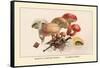 Boletus Subtomentosus and Boletus Chrysenteron-William Hamilton Gibson-Framed Stretched Canvas