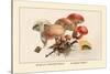 Boletus Subtomentosus and Boletus Chrysenteron-William Hamilton Gibson-Stretched Canvas