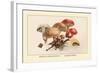 Boletus Subtomentosus and Boletus Chrysenteron-William Hamilton Gibson-Framed Art Print