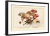 Boletus Subtomentosus and Boletus Chrysenteron-William Hamilton Gibson-Framed Art Print