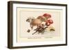 Boletus Subtomentosus and Boletus Chrysenteron-William Hamilton Gibson-Framed Art Print