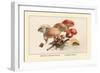 Boletus Subtomentosus and Boletus Chrysenteron-William Hamilton Gibson-Framed Art Print