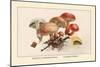 Boletus Subtomentosus and Boletus Chrysenteron-William Hamilton Gibson-Mounted Art Print