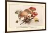 Boletus Subtomentosus and Boletus Chrysenteron-William Hamilton Gibson-Framed Art Print