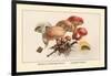 Boletus Subtomentosus and Boletus Chrysenteron-William Hamilton Gibson-Framed Art Print