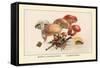 Boletus Subtomentosus and Boletus Chrysenteron-William Hamilton Gibson-Framed Stretched Canvas