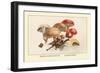 Boletus Subtomentosus and Boletus Chrysenteron-William Hamilton Gibson-Framed Art Print