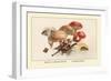 Boletus Subtomentosus and Boletus Chrysenteron-William Hamilton Gibson-Framed Art Print