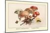 Boletus Subtomentosus and Boletus Chrysenteron-William Hamilton Gibson-Mounted Art Print