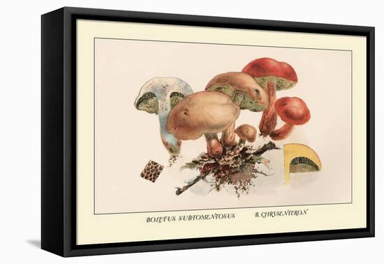 Boletus Subtomentosus and Boletus Chrysenteron-William Hamilton Gibson-Framed Stretched Canvas