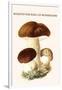 Boletus the King of Mushrooms-Edmund Michael-Framed Art Print