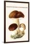 Boletus the King of Mushrooms-Edmund Michael-Framed Art Print