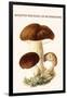 Boletus the King of Mushrooms-Edmund Michael-Framed Art Print