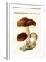 Boletus the King of Mushrooms-Edmund Michael-Framed Art Print