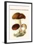 Boletus the King of Mushrooms-Edmund Michael-Framed Art Print