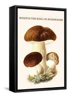 Boletus the King of Mushrooms-Edmund Michael-Framed Stretched Canvas