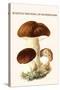 Boletus the King of Mushrooms-Edmund Michael-Stretched Canvas