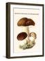 Boletus the King of Mushrooms-Edmund Michael-Framed Art Print