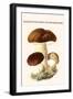 Boletus the King of Mushrooms-Edmund Michael-Framed Art Print