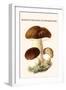 Boletus the King of Mushrooms-Edmund Michael-Framed Art Print