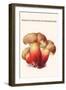 Boletus the King of Mushrooms-Edmund Michael-Framed Art Print