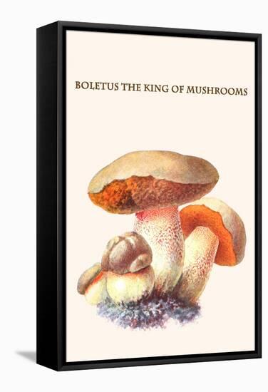 Boletus the King of Mushrooms-Edmund Michael-Framed Stretched Canvas