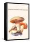 Boletus the King of Mushrooms-Edmund Michael-Framed Stretched Canvas