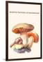 Boletus the King of Mushrooms-Edmund Michael-Framed Art Print