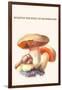 Boletus the King of Mushrooms-Edmund Michael-Framed Art Print