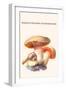 Boletus the King of Mushrooms-Edmund Michael-Framed Art Print