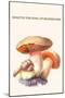 Boletus the King of Mushrooms-Edmund Michael-Mounted Art Print