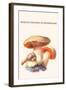 Boletus the King of Mushrooms-Edmund Michael-Framed Art Print