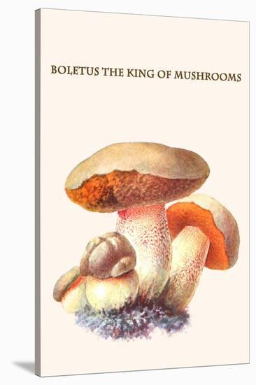 Boletus the King of Mushrooms-Edmund Michael-Stretched Canvas