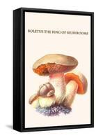 Boletus the King of Mushrooms-Edmund Michael-Framed Stretched Canvas